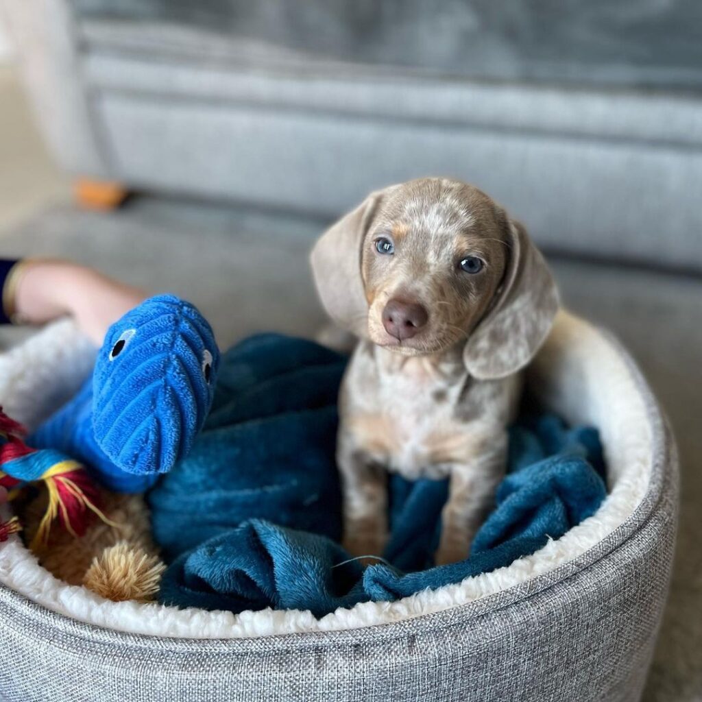Bruce, a Dachshund puppy — view Bruce’s profile