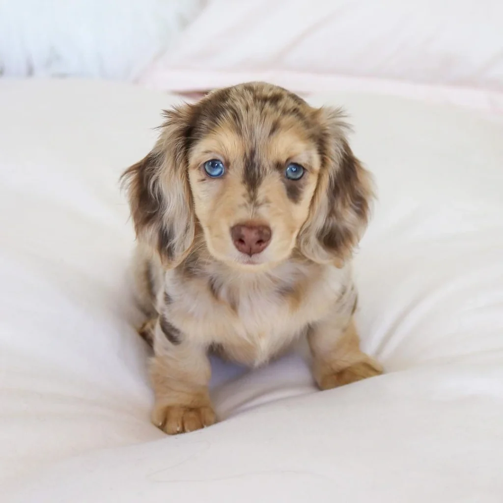 Maya, a Dachshund puppy — view Maya’s profile