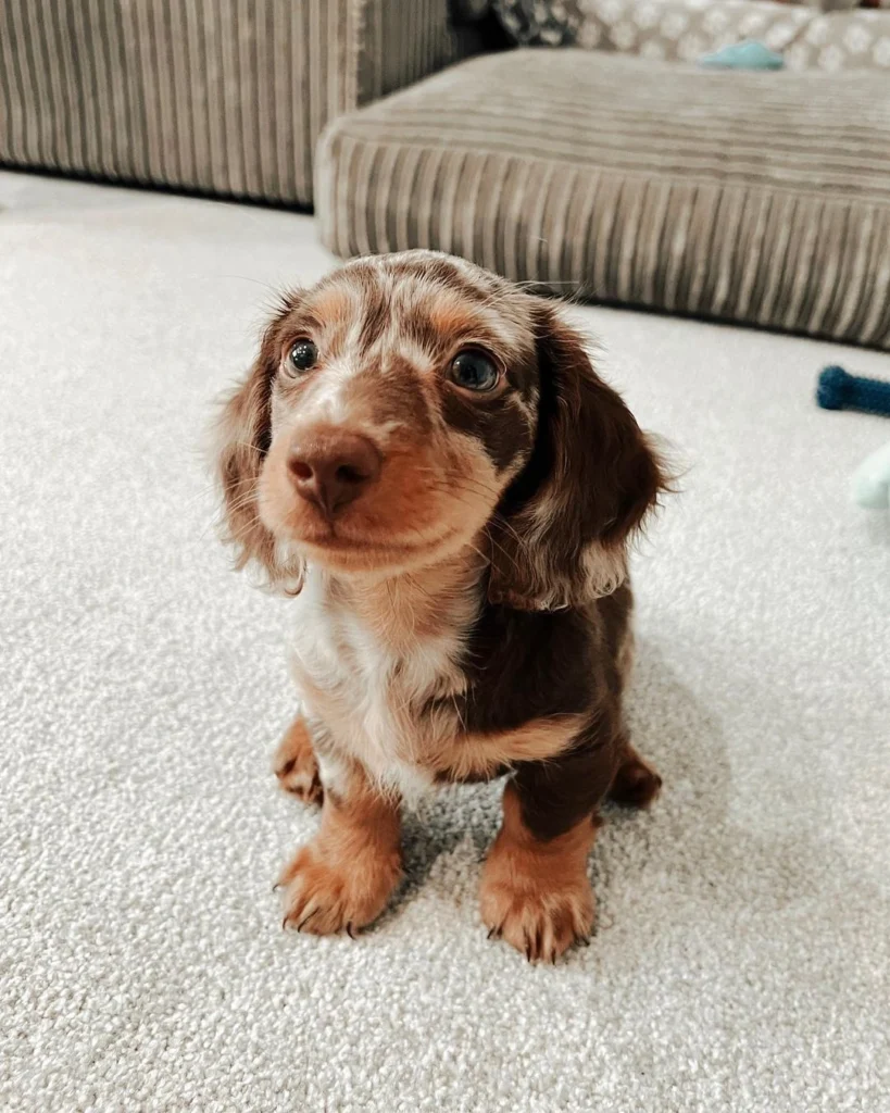 Rex, a Dachshund puppy — view Rex’s profile