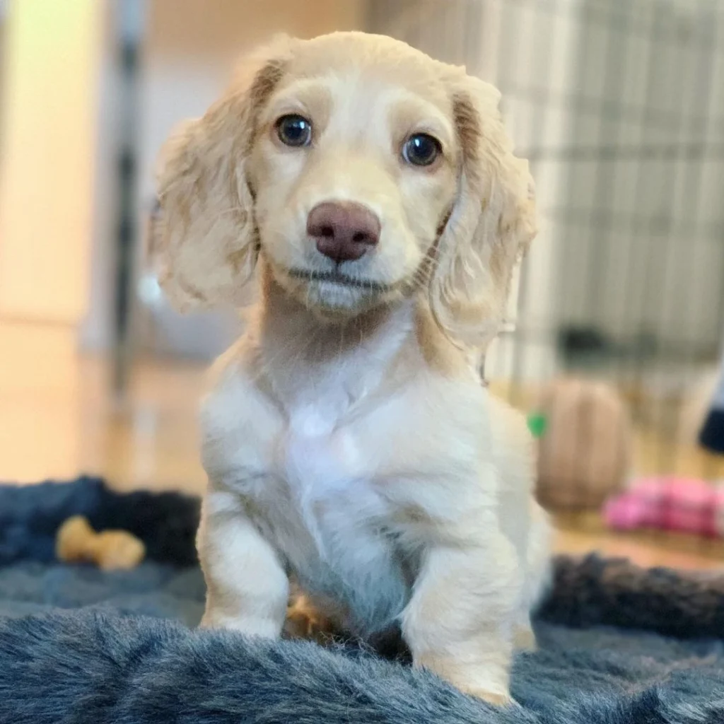 Tasha, a Dachshund puppy — view Tasha’s profile