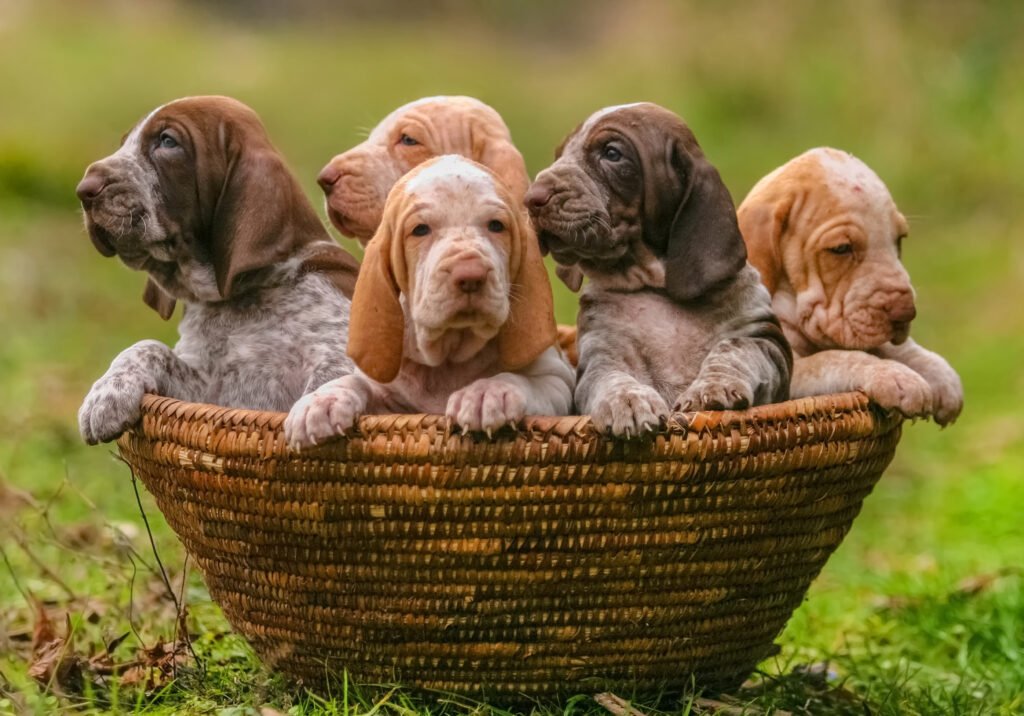 dachshund puppies for sale houston