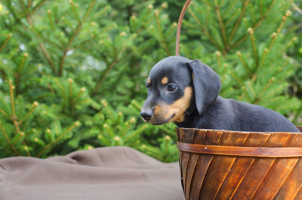 dachshund puppies for sale in Missouri​