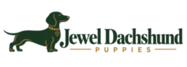 Jewel Dachshund Puppies