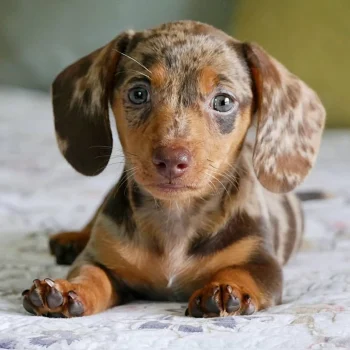 Denzel (1) Denzel (1)